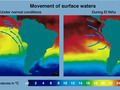 Temperatura powierzchni Oceanu Spokojnego w czasie normalnych warunków (po lewej stronie) oraz w czasie trwania El Niño (strona prawa). (NOAA)